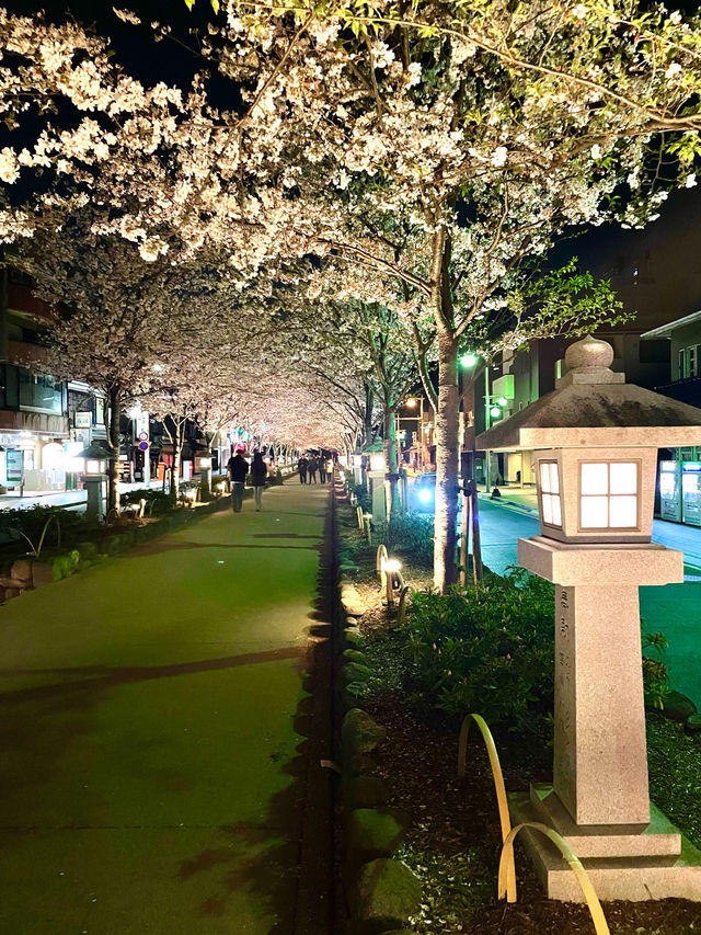 【段葛/神奈川県】約600mの桜のトンネル