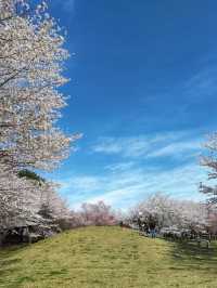 Takao Sakura Park 