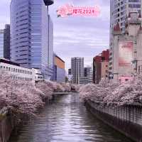 「目黑川賞櫻，春天必去」