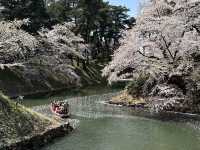 弘前公園櫻花適合春天遊玩