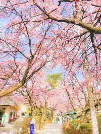 【埼玉】密蔵院に咲く濃いピンクの桜
