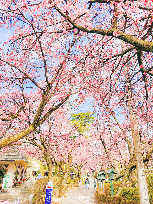 【埼玉】密蔵院に咲く濃いピンクの桜