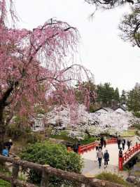 弘前公園裡的櫻花戀歌