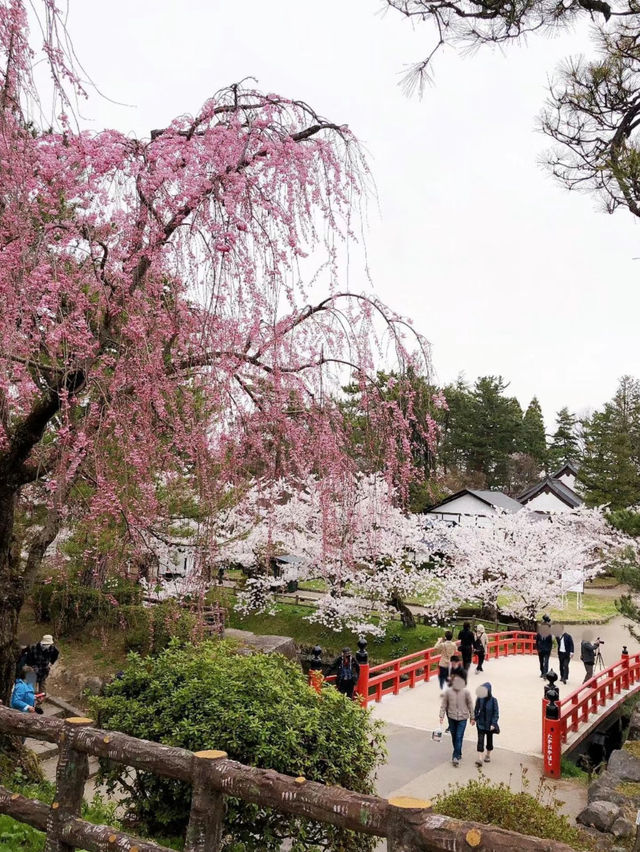 弘前公園裡的櫻花戀歌