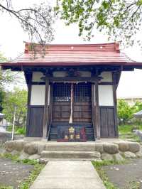 【拝島天神社/東京都】梅の木がたくさん並んでいる