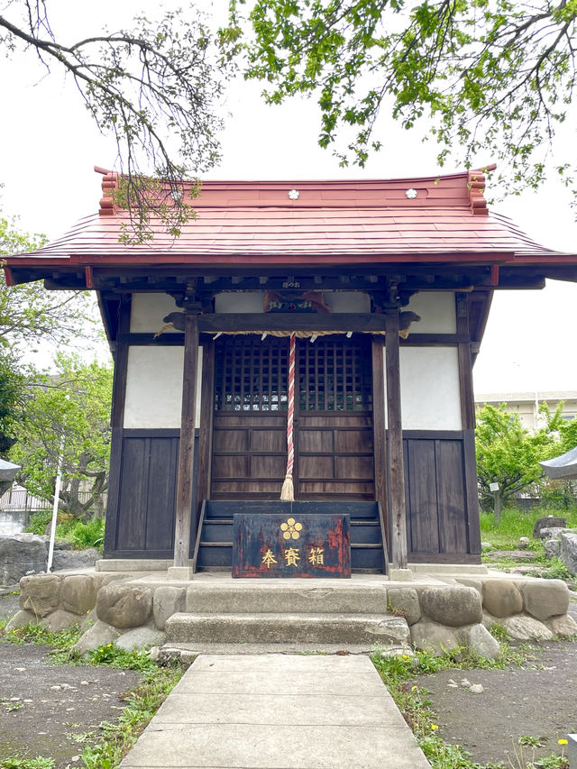 【拝島天神社/東京都】梅の木がたくさん並んでいる
