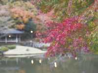 日本も海外も楽しめる！修善寺虹の郷