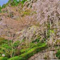 深田氏庭園：江戶時代傳統園林，春天好去處
