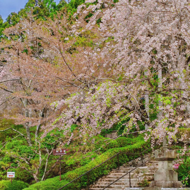 深田氏庭園：江戶時代傳統園林，春天好去處