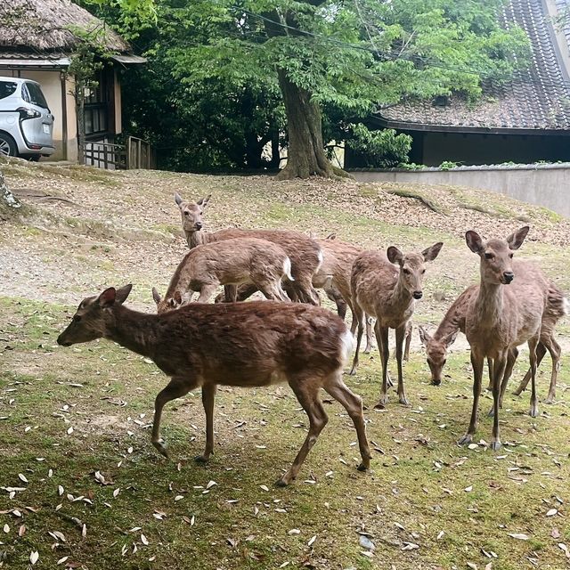 【奈良】ダリアがいっぱいの岡寺