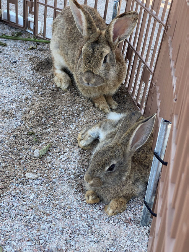 [전남영광] 따뜻한 봄날의 영광 찰보리 데이트💕