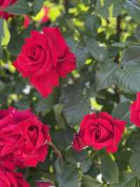 必見！世界が誇る🌹ぎふローズガーデン🌹