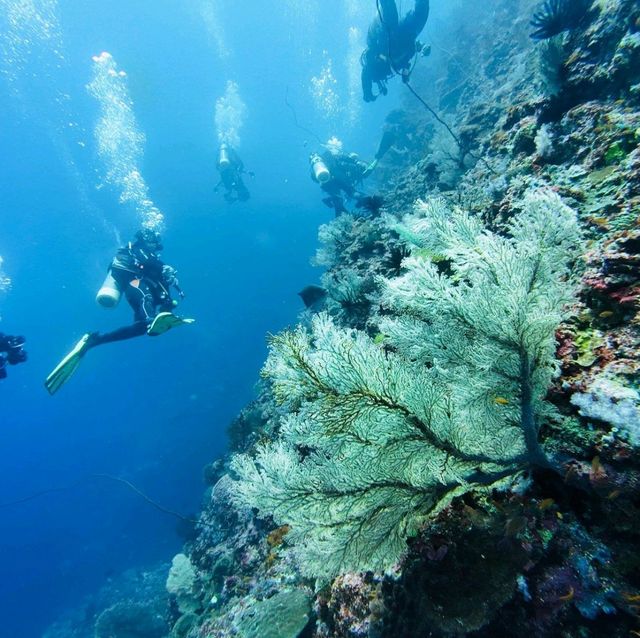 綠島出潛之旅2024
