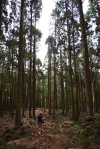新竹小錦屏野溪溫泉+苗栗觀霧國家森林遊樂區