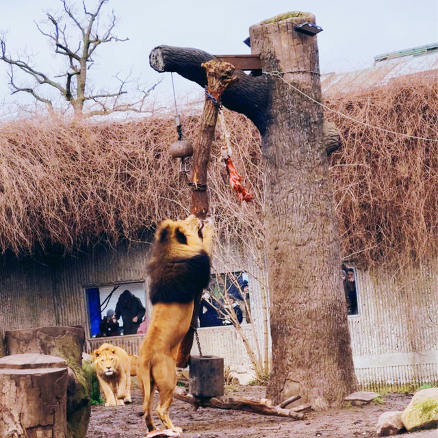 《丹麥🇩🇰 哥本哈根動物園 Copenhagen Zoo》 親子遊好去處