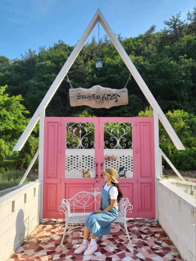 현시각 수국도 라벤더도 다 볼수 있는 양산카페💜