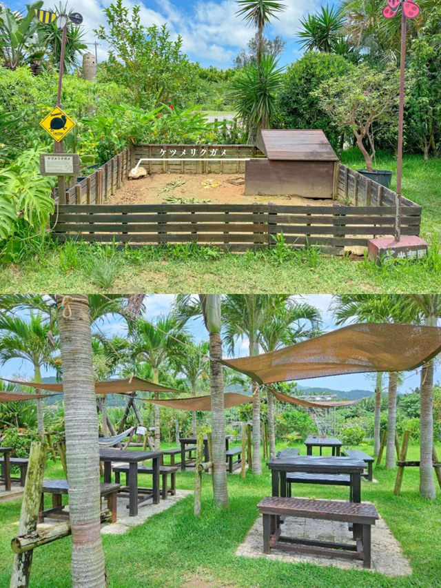 【沖縄・石垣】鬼リピ確定！島フルーツジュース🍹💕