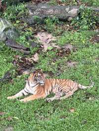 深圳野生動物園：保護與觀賞，充滿教育價值
