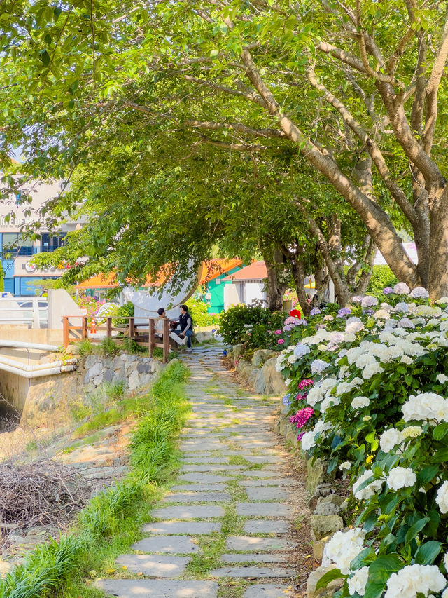 경상도 수국 모음💙💜 