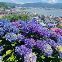 【長野県/岡谷市　色鮮やかな紫陽花が一面に広がる先には諏訪湖が見える絶景スポット✨】