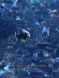 ท่องโลกใต้ทะเลที่ The Grand Aquarium Hong Kong 🐡