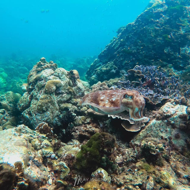 เที่ยวเกาะลันตา จ.กระบี่ ดำน้ำดูซีแฟน3 เมตร🌊