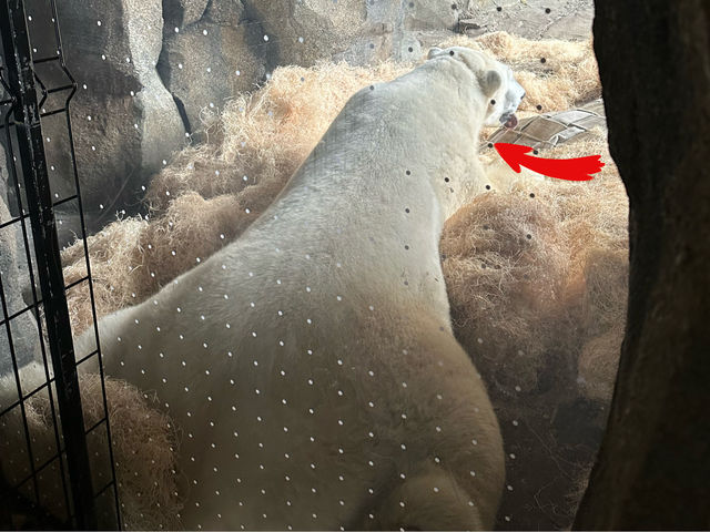 【美國🇺🇸芝加哥】☀️免費入場☀️林肯公園動物園，觀賞動物，適合全天遊玩