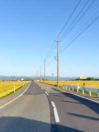 【福井県】絶景ドライブ🚗 黄金色に輝く小麦畑が綺麗すぎた🥹