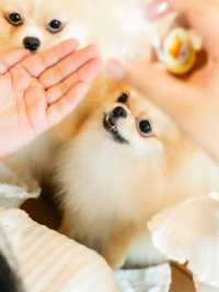 คาเฟ่หมาปอม ศาลายา Happy Pom Dog 