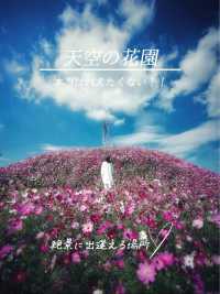 絶景に出逢える！本当は教えたくない天空の花園🌸