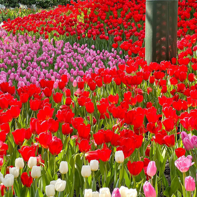 🌷สวนดอกไม้เมืองหนาวที่ใหญ่ที่สุดในประเทศไทย🌹