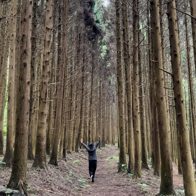제주여행🏝️ 두번째 오름, 삼나무 숲길이 멋진 거슨세미오름🌲