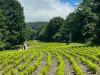 【群馬】玉原高原：關東都有薰衣草田