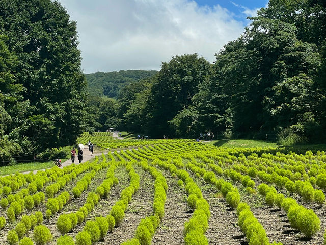 【群馬】玉原高原：關東都有薰衣草田