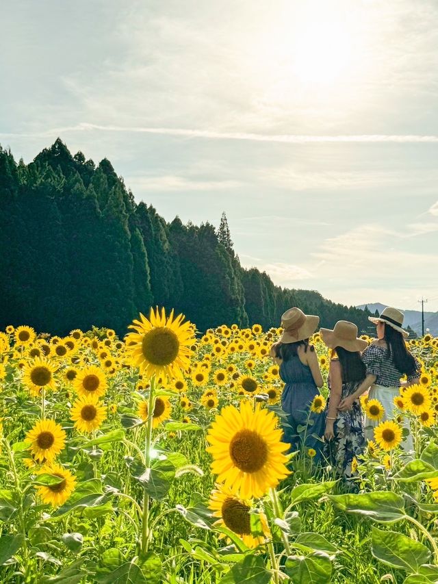 【福井】道中に見つけた、ひまわり畑