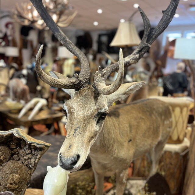 Exotic shopping at Alaska Ketchikan Creek St 🇺🇸 