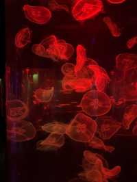 Review 🐠 อควาเรียมที่ตั้งอยู่ภายใน Ocean Park