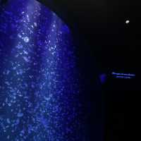 鶴岡駅からバスで40分！『加茂水族館』でクラゲを見る🪼