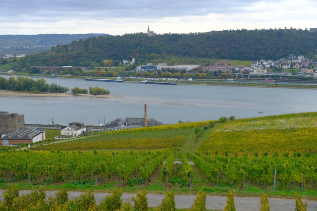 德國Rüdesheimer Berg Roseneck葡萄園給愛葡萄酒的人