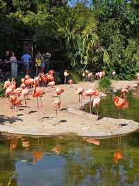 《動物園》【聖地亞哥動物園】超過800種動物，適合親子互動
