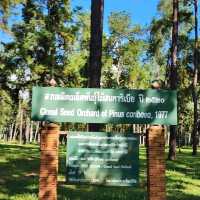 🌲สวนสนแม่แตง เชียงใหม่