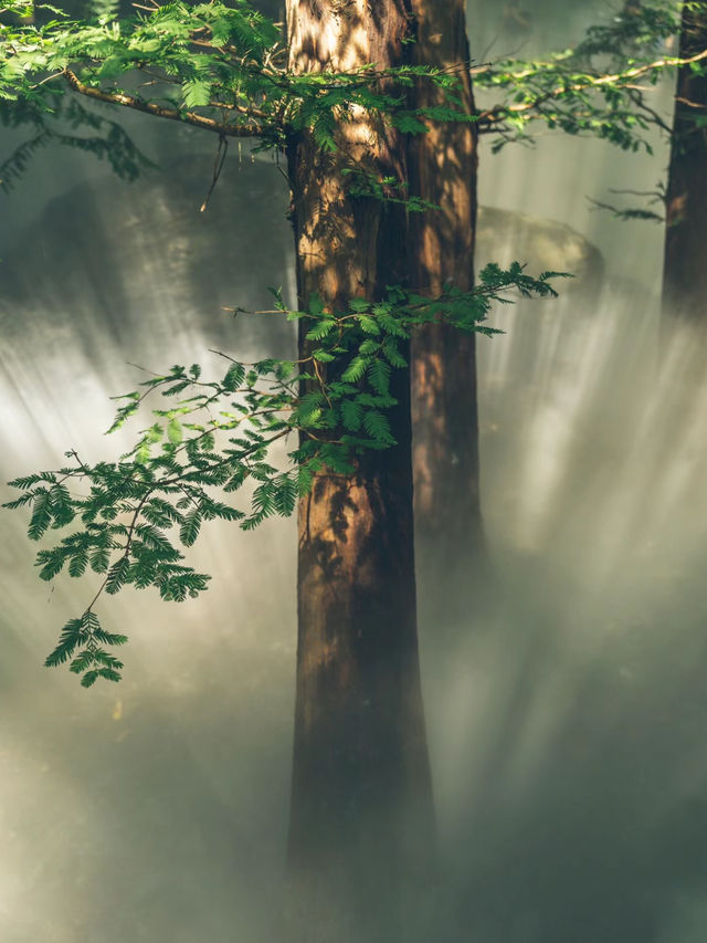《森林》櫻桃溝：自然美景，適合喜愛植物和尋求靜謐的遊客
