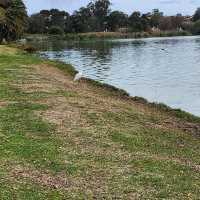 Birdwatcher’s Paradise in the Heart of the City