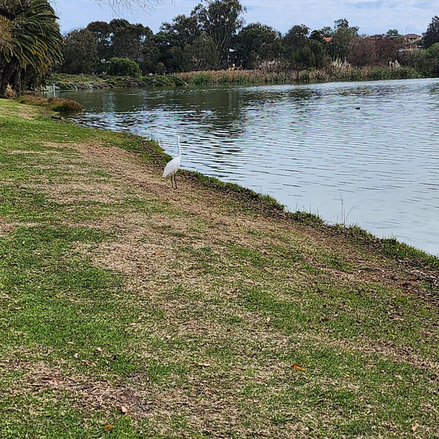 Birdwatcher’s Paradise in the Heart of the City