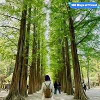 Nami Island: Where Every Angle Is Insta-Gold