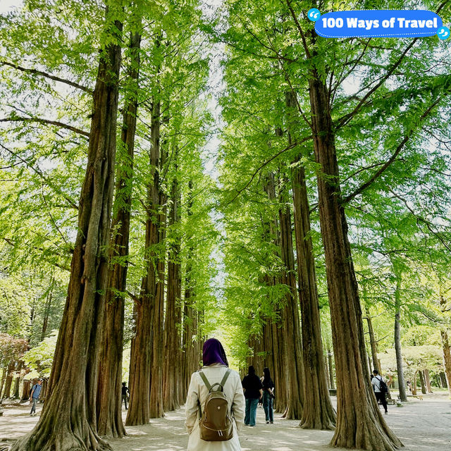 Nami Island: Where Every Angle Is Insta-Gold