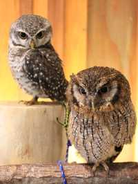 大阪貓頭鷹 Café 🦉 Owl Café 🦉
