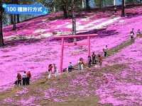 日本北海道-宛如粉紅色地毯的芝櫻花海：東藻琴 芝櫻公園