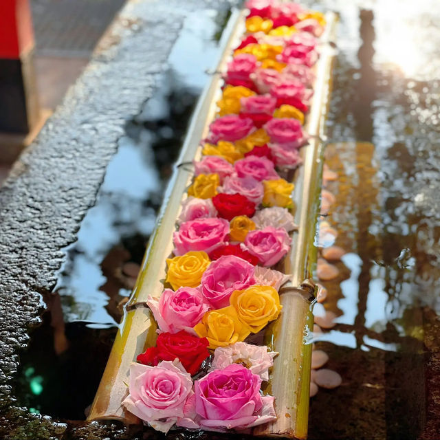 【金沢】花手水がかわいい神社⛩
