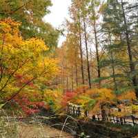 Breathtaking Views and Fall Colours at Jangtaesan Mountain